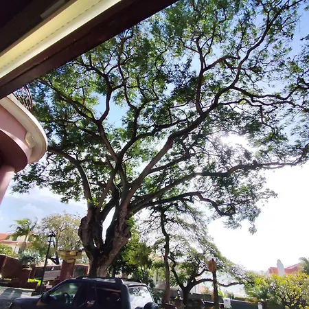 Francisco's Funchal (Madeira)